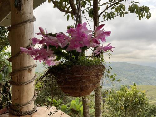 Vibrant tropical flowers blooming in the gardens of Dharma Vida Retreats.