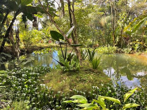 Zen Pond 